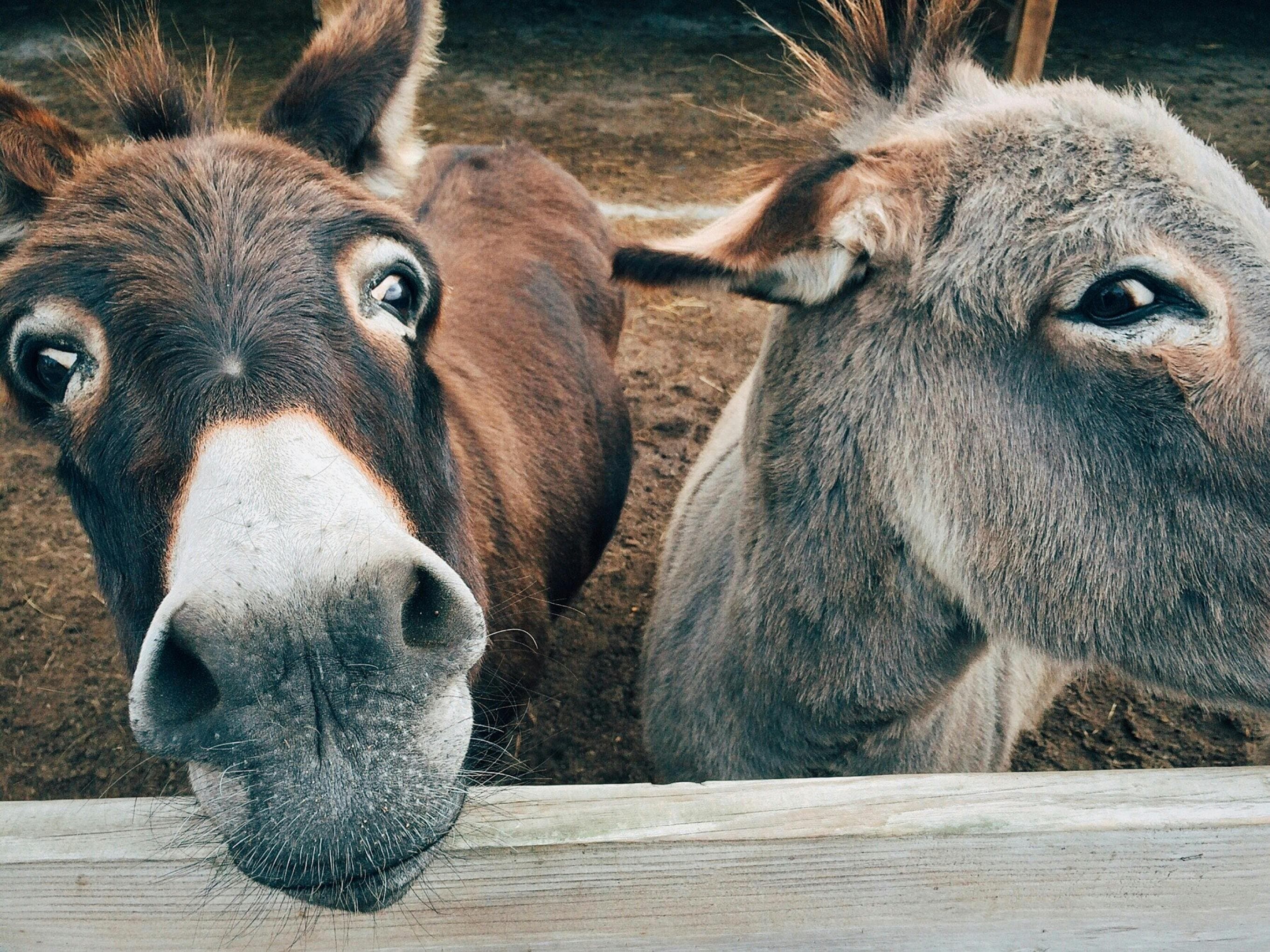 Donkey Couples Yelling